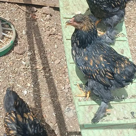 Quinta Do Munot Διαμέρισμα Raposeira do Logarinho