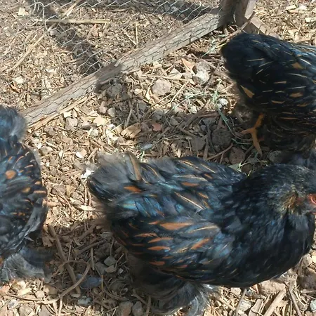 Quinta Do Munot דירה *