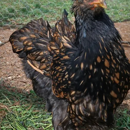 Quinta Do Munot * Raposeira do Logarinho