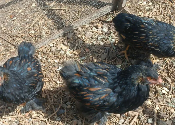 Quinta Do Munot Appartement *